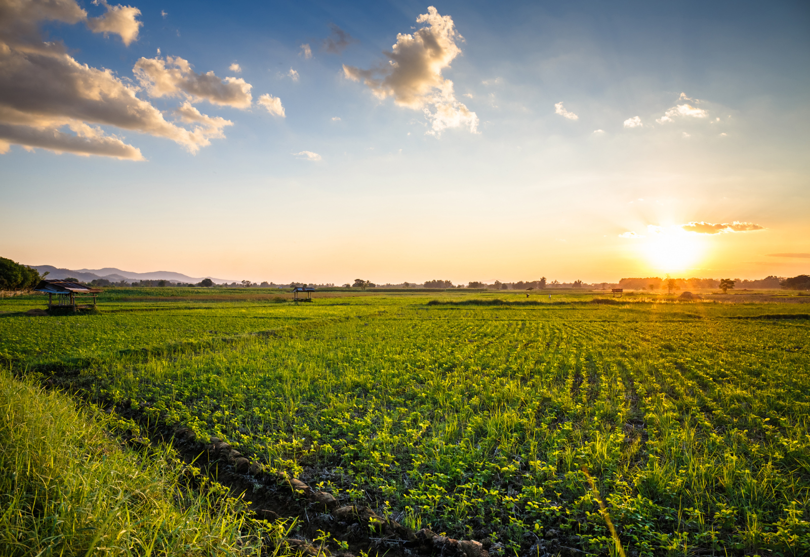 Image of a farm